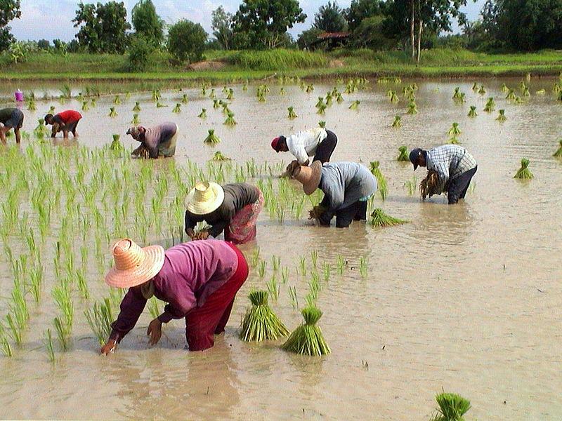 Agriculture in Chaiyaphum Province