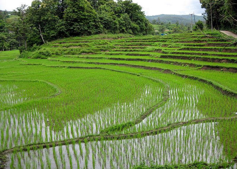 Chiang Mai Province