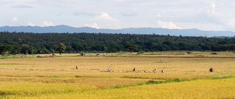 Rice harvest in Wang Nuea District with the mountains of the Phi Pan Nam Range in the distance