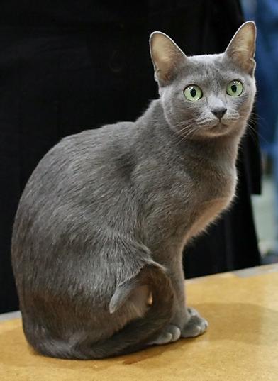 Korat Cat (si sawat)