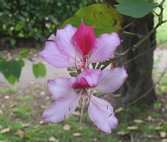 Orchid Tree flower