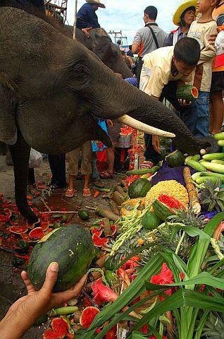 Elephant feeding