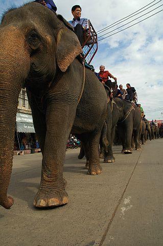 Elephant procession