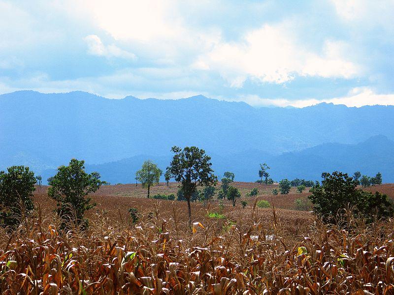 Cornfields and the mountains of Burma south of Mae Sot